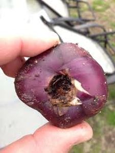 uploads/images/pest/lilly bulb mite.jpg